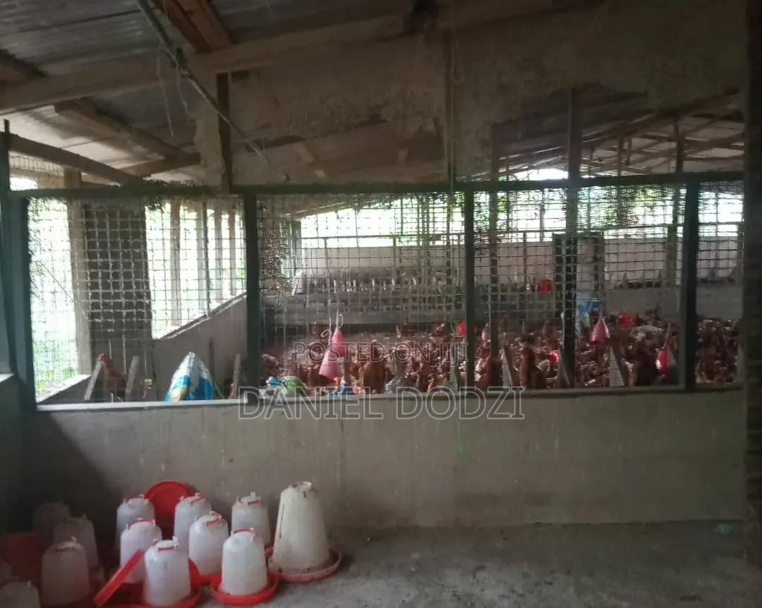 Poultry Farm for Rent