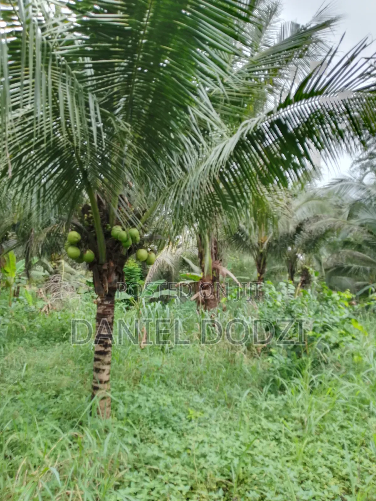 Poultry Farm for Rent