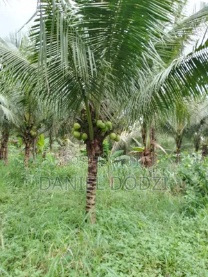 Poultry Farm for Rent