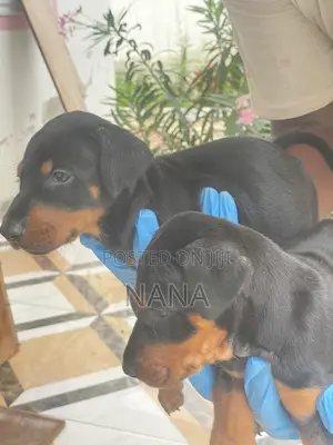 1-3 months Female Purebred Doberman Pinscher