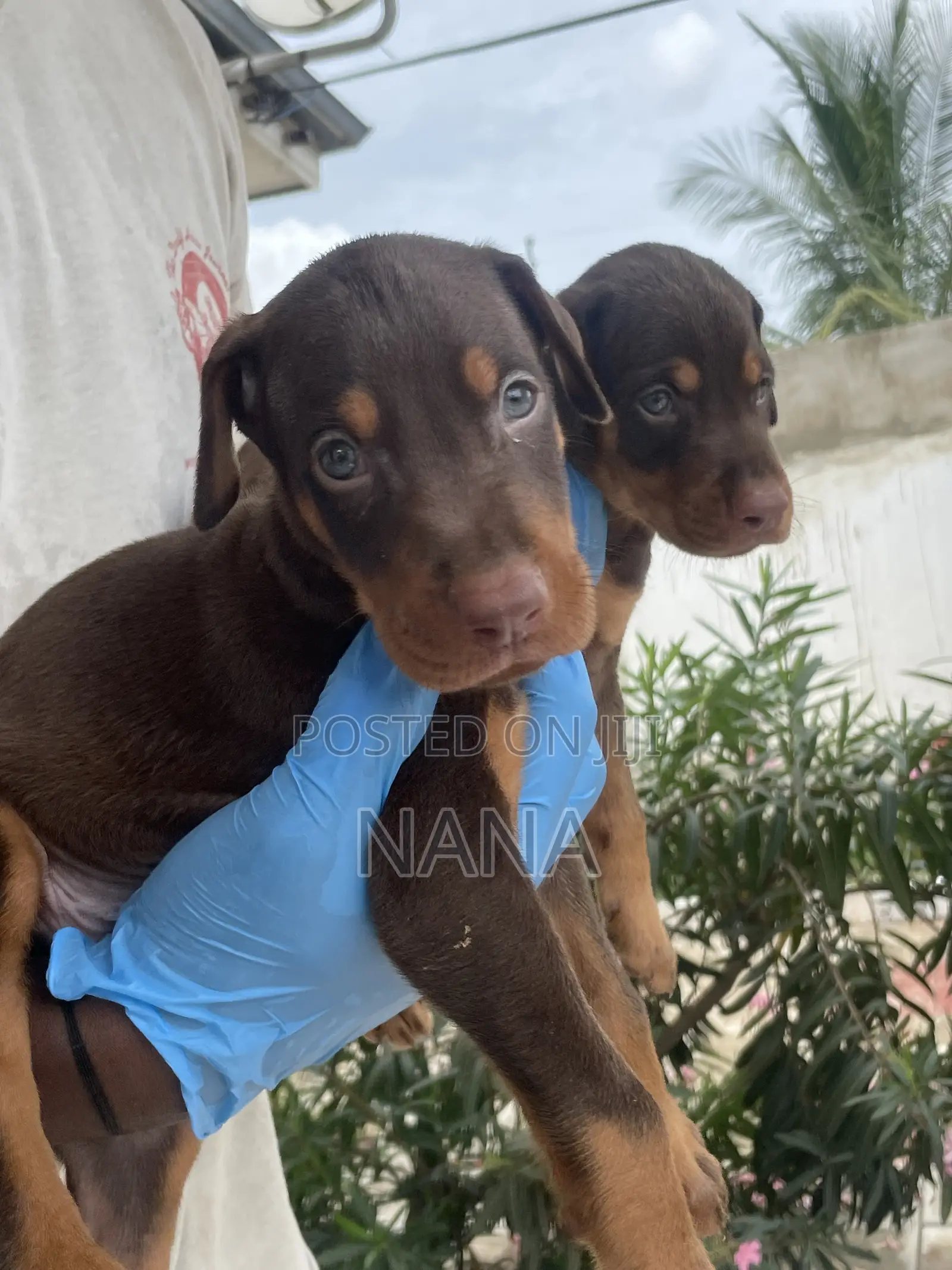 1-3 months Female Purebred Doberman Pinscher