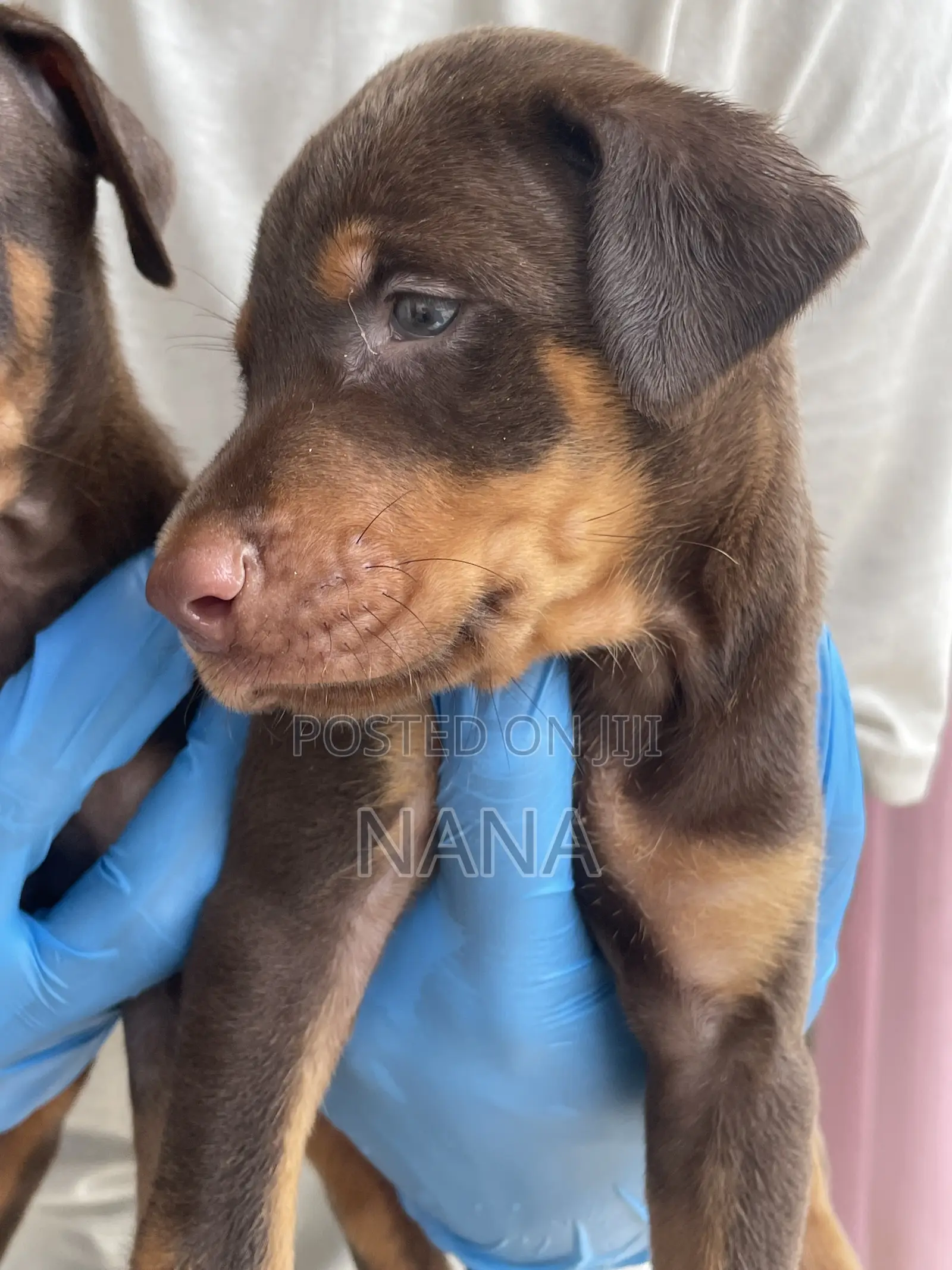 1-3 months Female Purebred Doberman Pinscher
