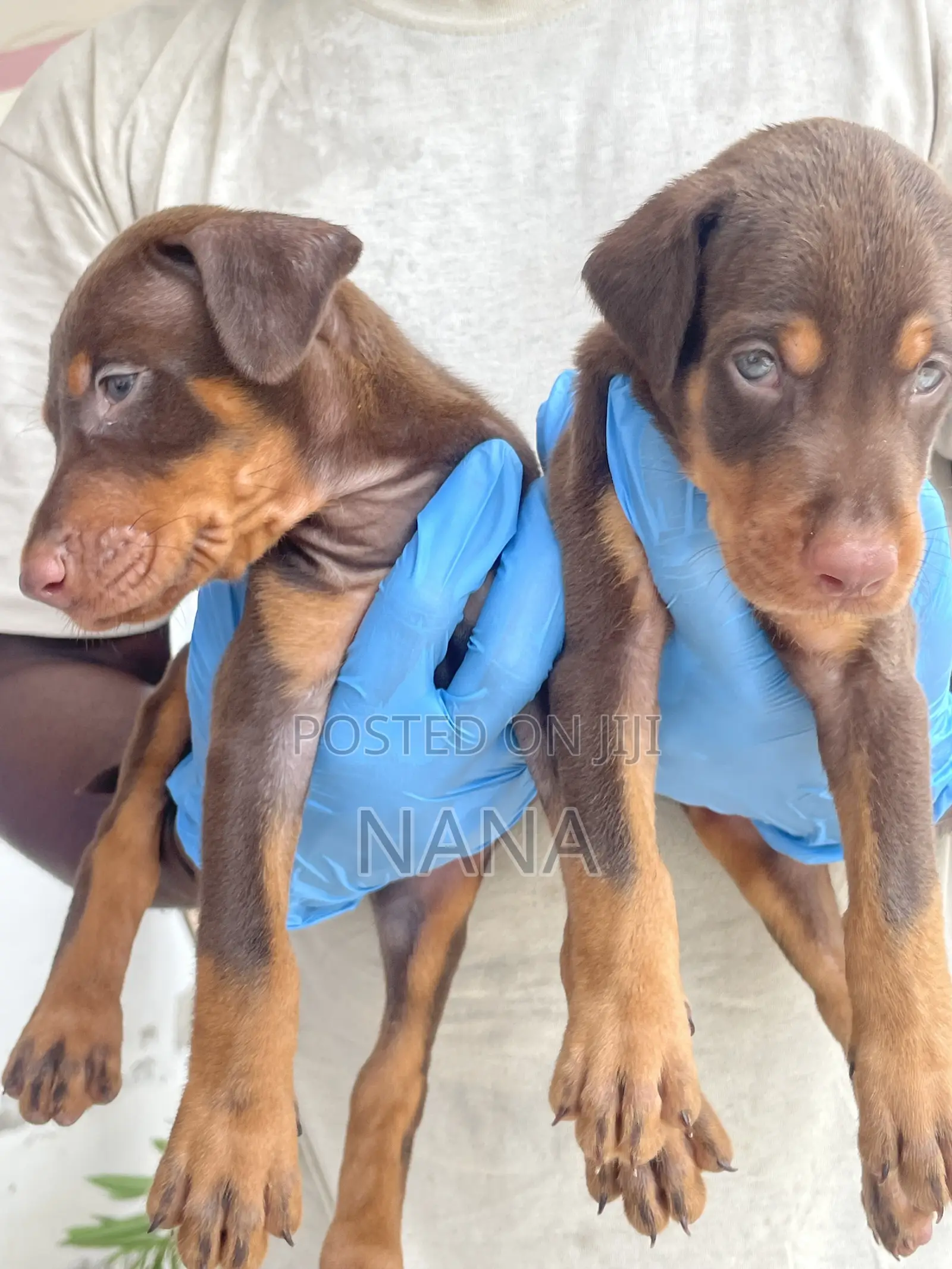 1-3 months Female Purebred Doberman Pinscher