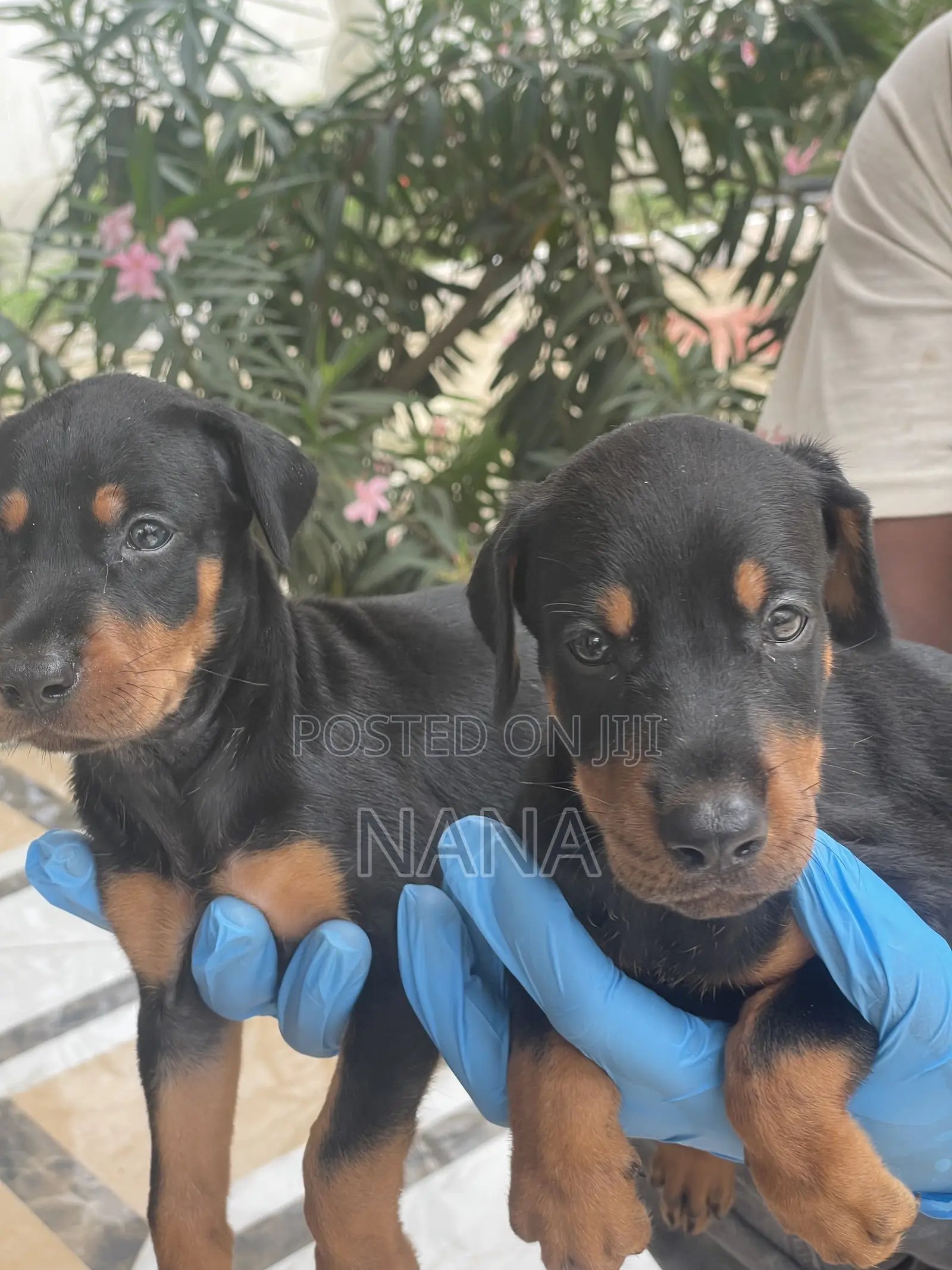 1-3 months Female Purebred Doberman Pinscher