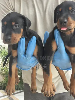1-3 months Female Purebred Doberman Pinscher