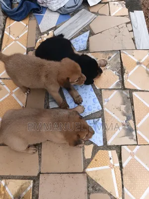 1-3 months Male Purebred Dog