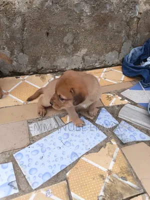 1-3 months Male Purebred Dog