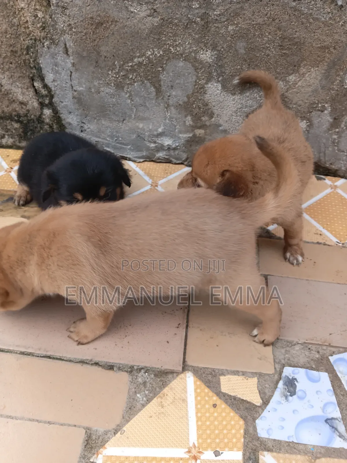 1-3 months Male Purebred Dog
