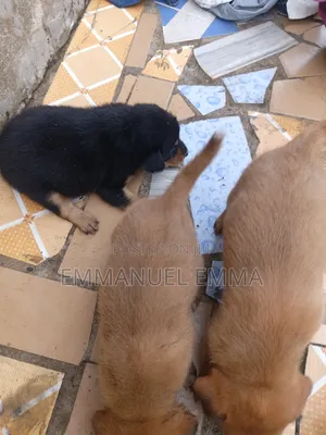 1-3 months Male Purebred Dog