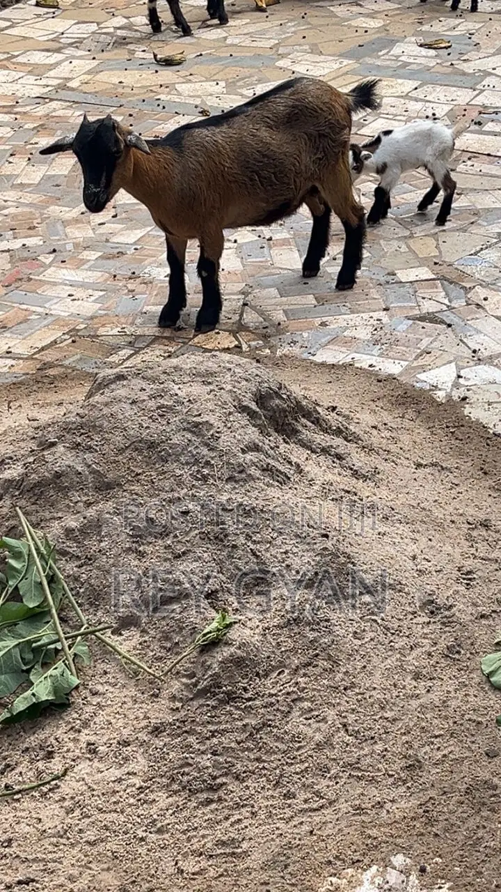 Female Goat and It's Female Young One Available for Sale