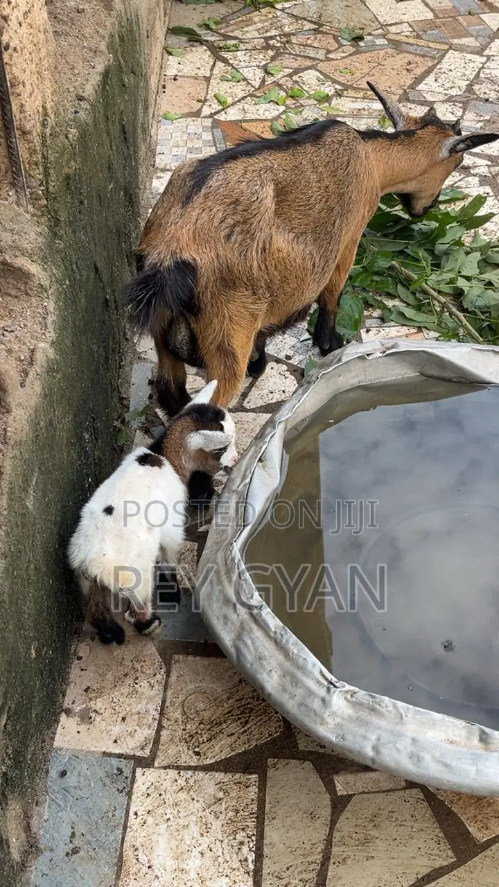 Female Goat and It's Female Young One Available for Sale