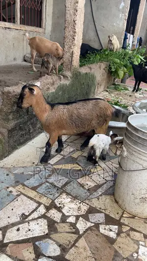 Female Goat and It's Female Young One Available for Sale