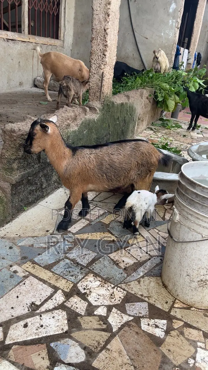 Female Goat and It's Female Young One Available for Sale