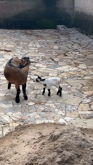 Female Goat and It's Female Young One Available for Sale