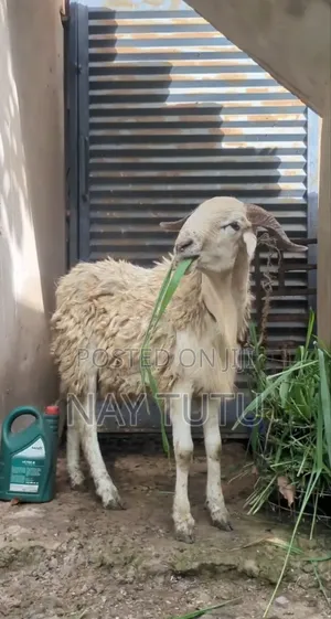 Very Big Male Sheep for Special Occasions