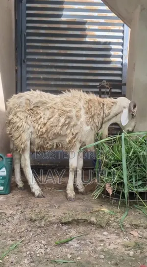Very Big Male Sheep for Special Occasions