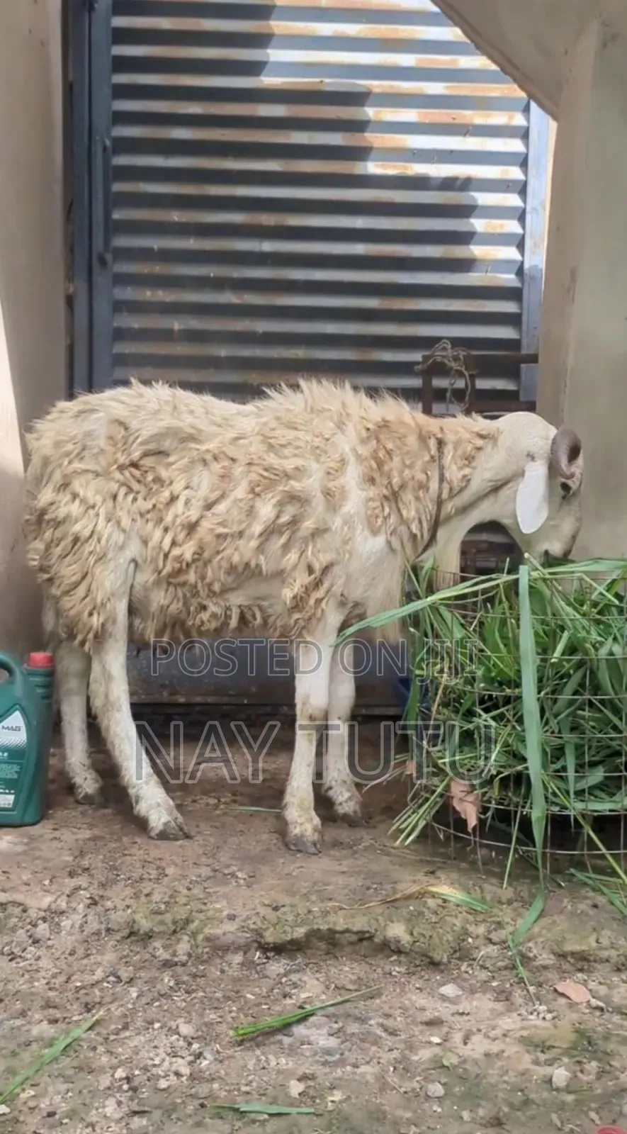 Very Big Male Sheep for Special Occasions