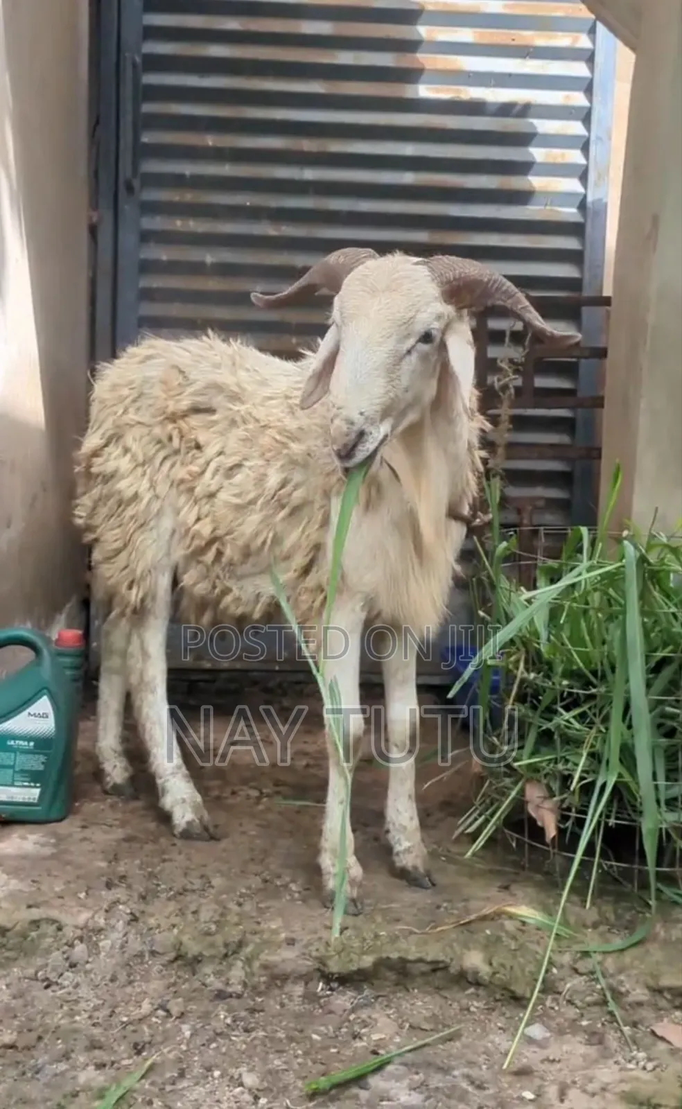 Very Big Male Sheep for Special Occasions