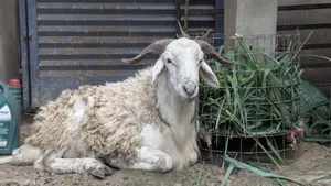 Very Big Male Sheep for Special Occasions