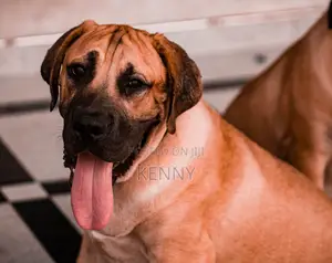 6-12 months Male Purebred Boerboel