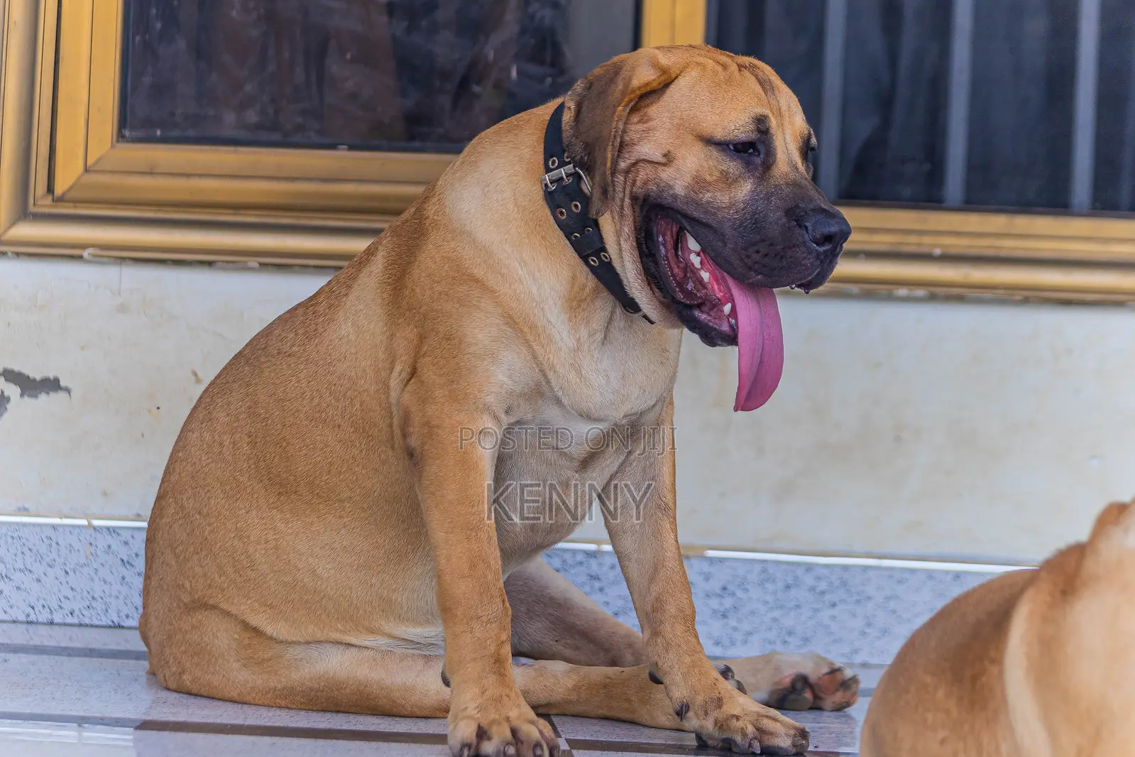 6-12 months Male Purebred Boerboel