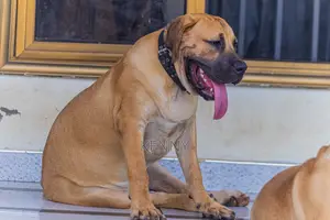 6-12 months Male Purebred Boerboel