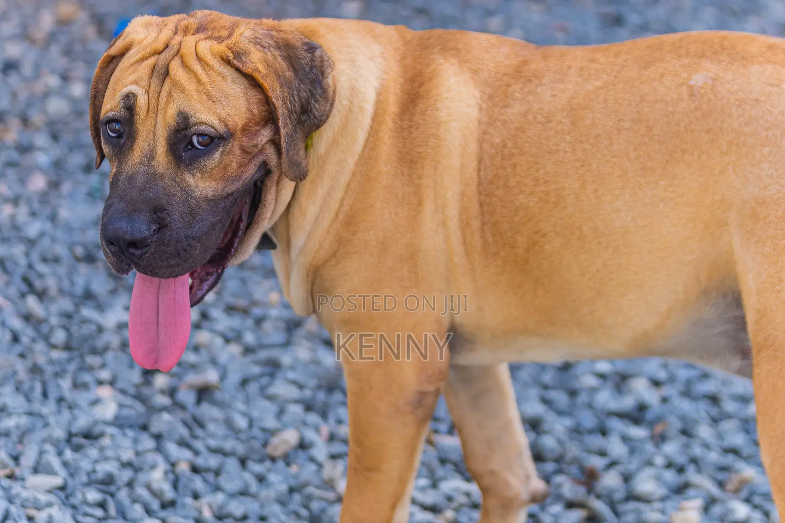 6-12 months Male Purebred Boerboel