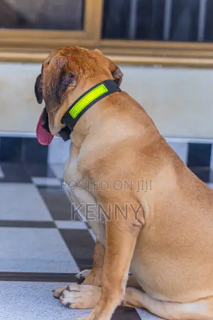 6-12 months Male Purebred Boerboel