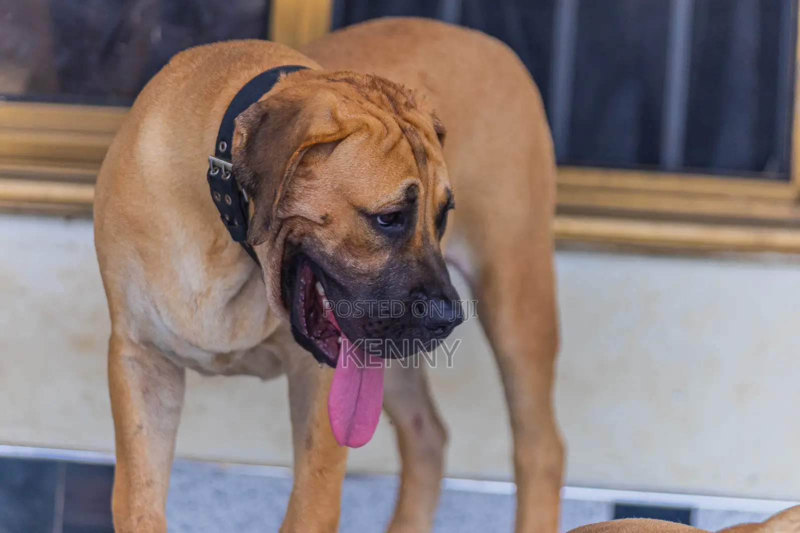 6-12 months Male Purebred Boerboel