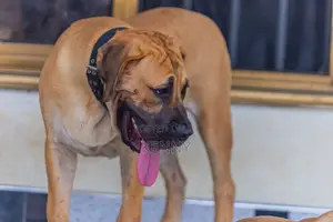 6-12 months Male Purebred Boerboel