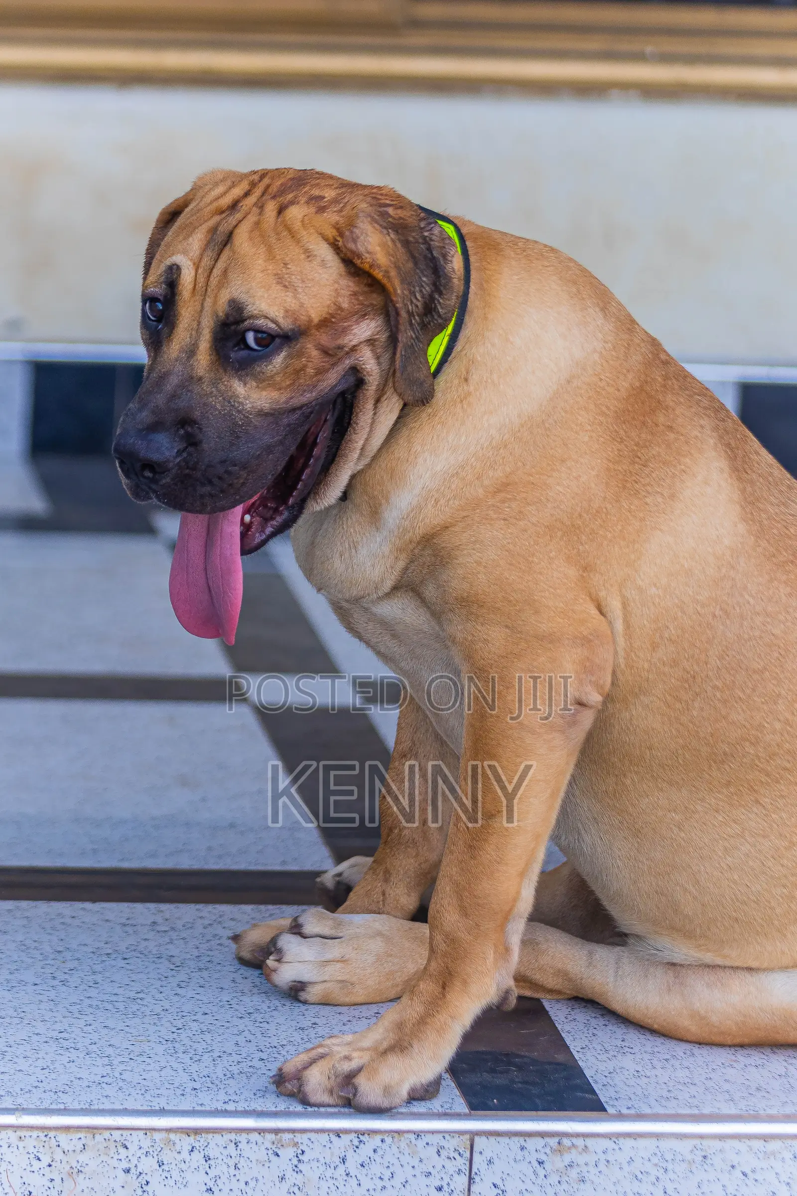 6-12 months Male Purebred Boerboel