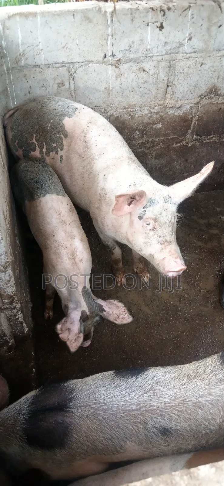 Pigs /Piglets