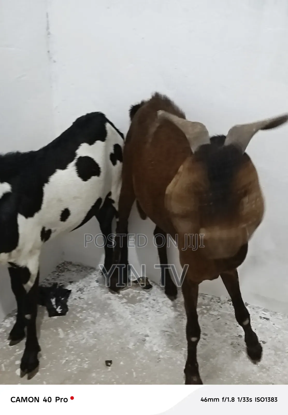 Goats for Sale