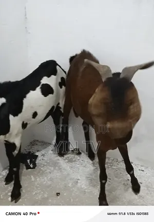 Goats for Sale