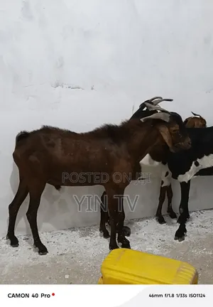 Goats for Sale