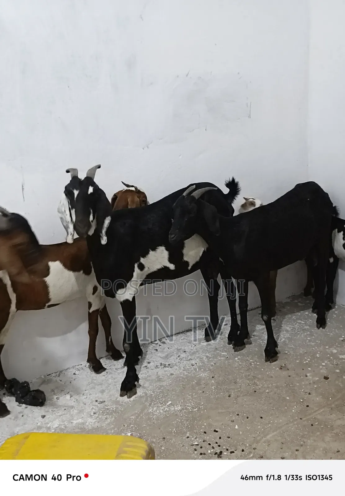 Goats for Sale