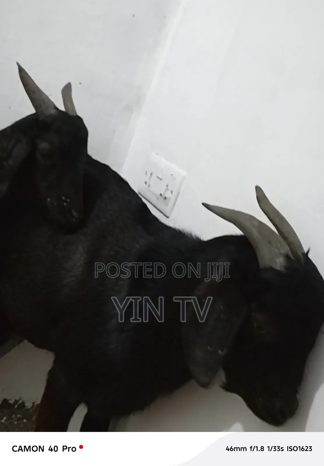 Goats for Sale
