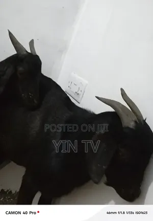 Goats for Sale