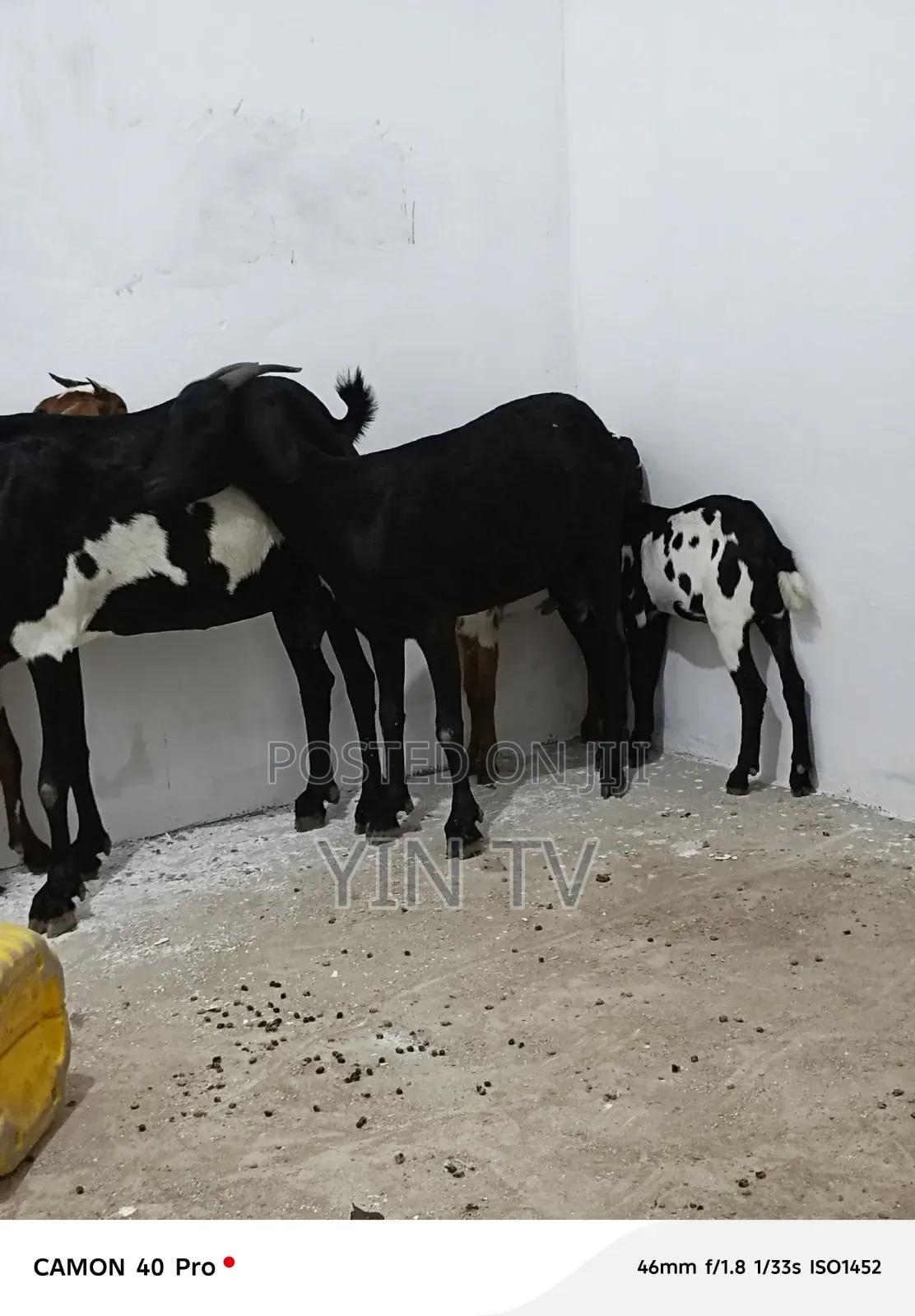 Goats for Sale