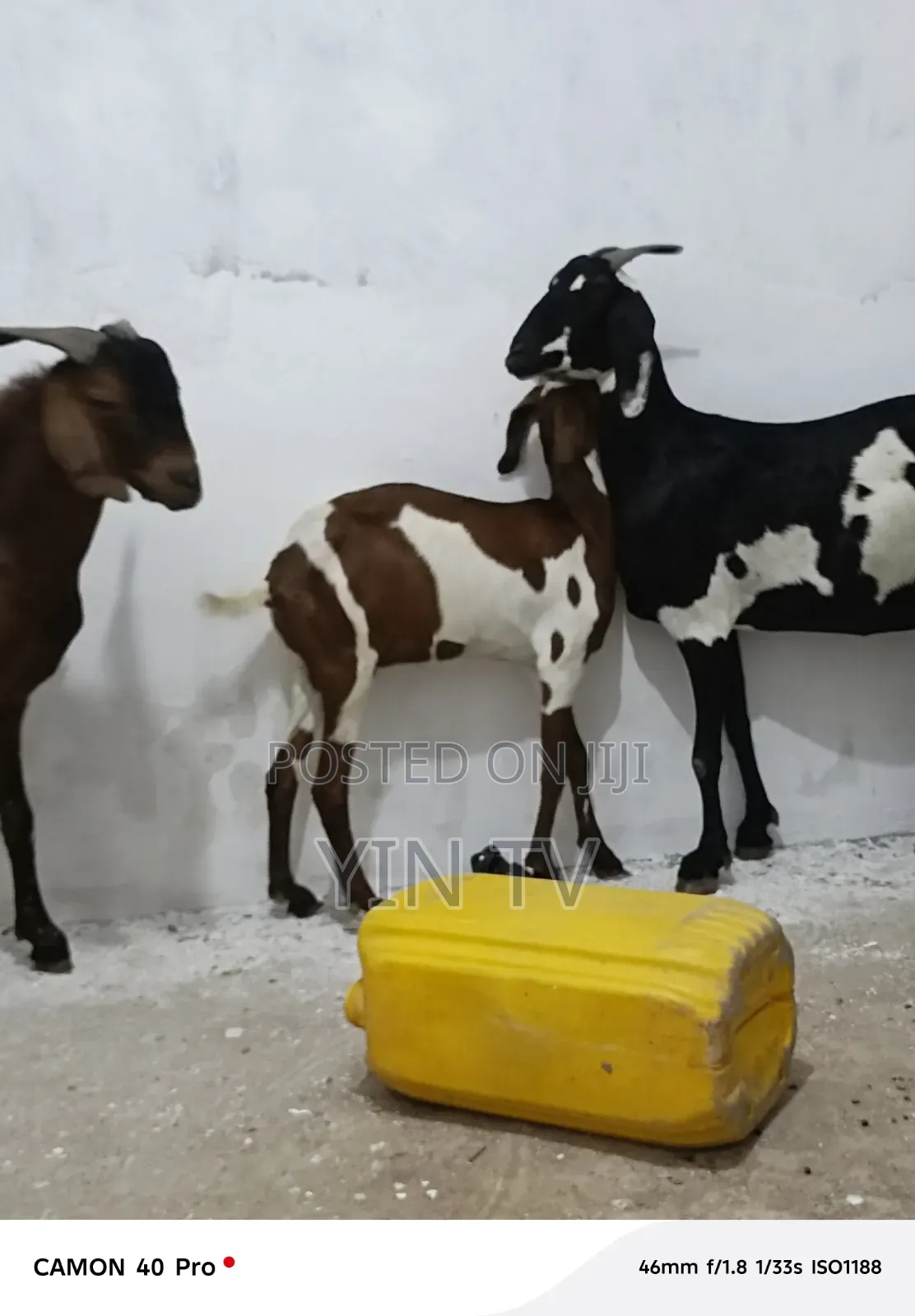 Goats for Sale
