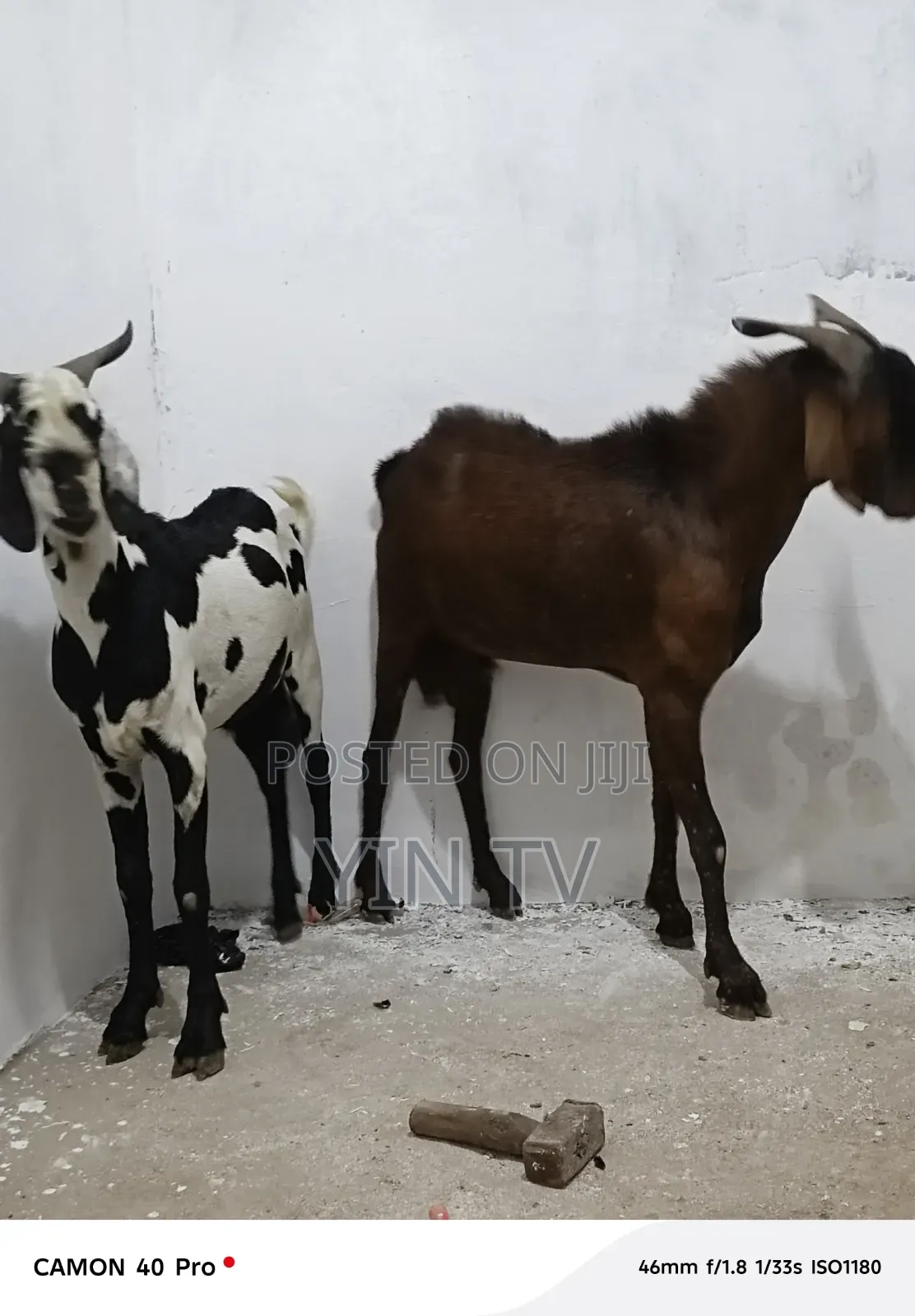 Goats for Sale