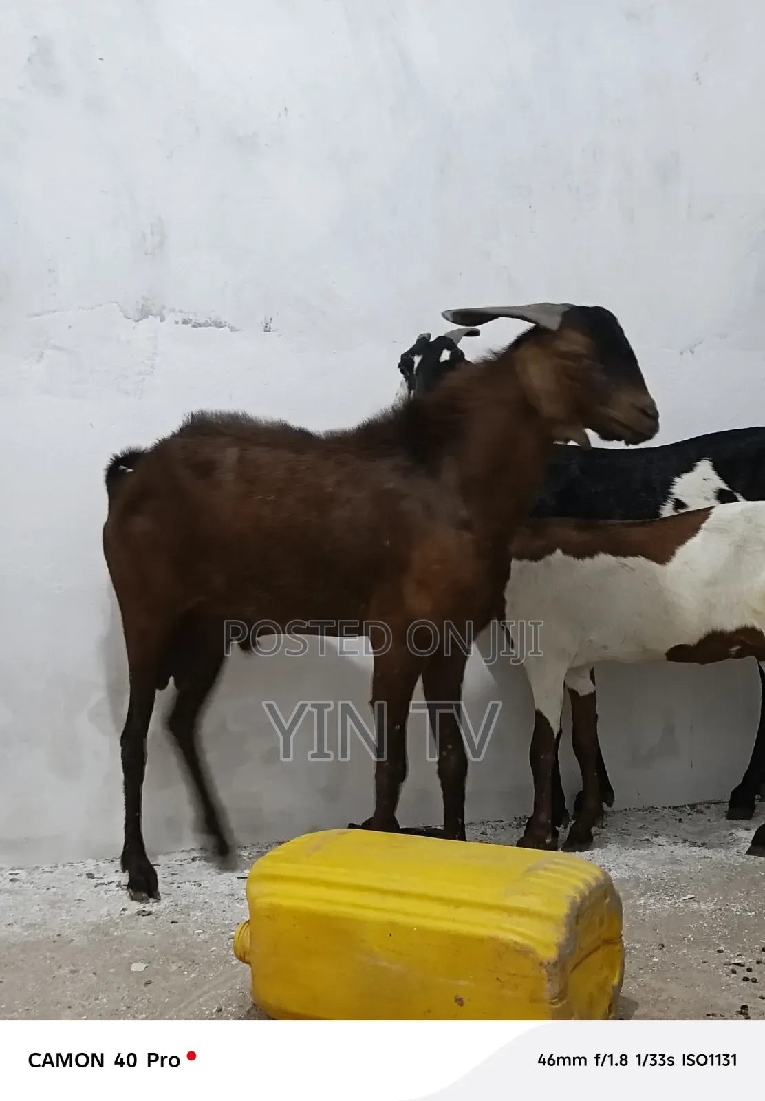 Goats for Sale