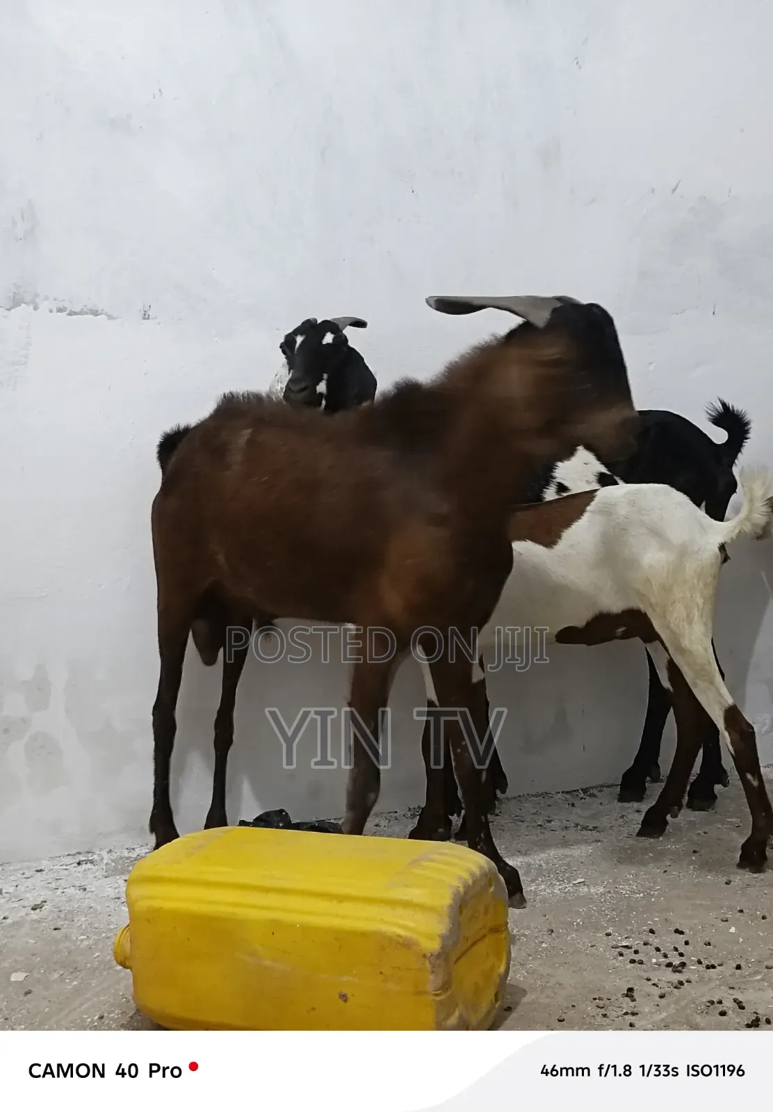 Goats for Sale