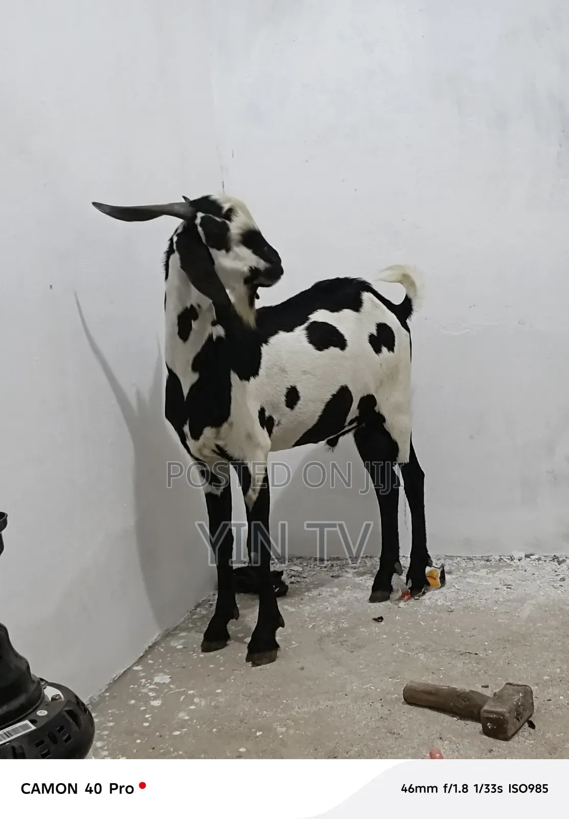 Goats for Sale