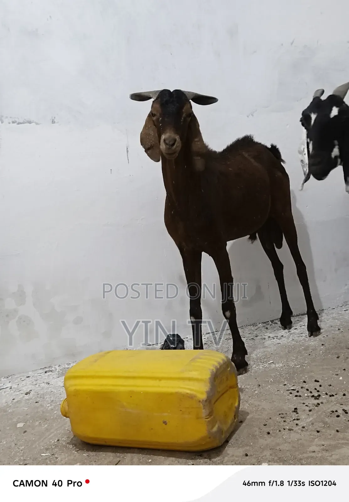 Goats for Sale
