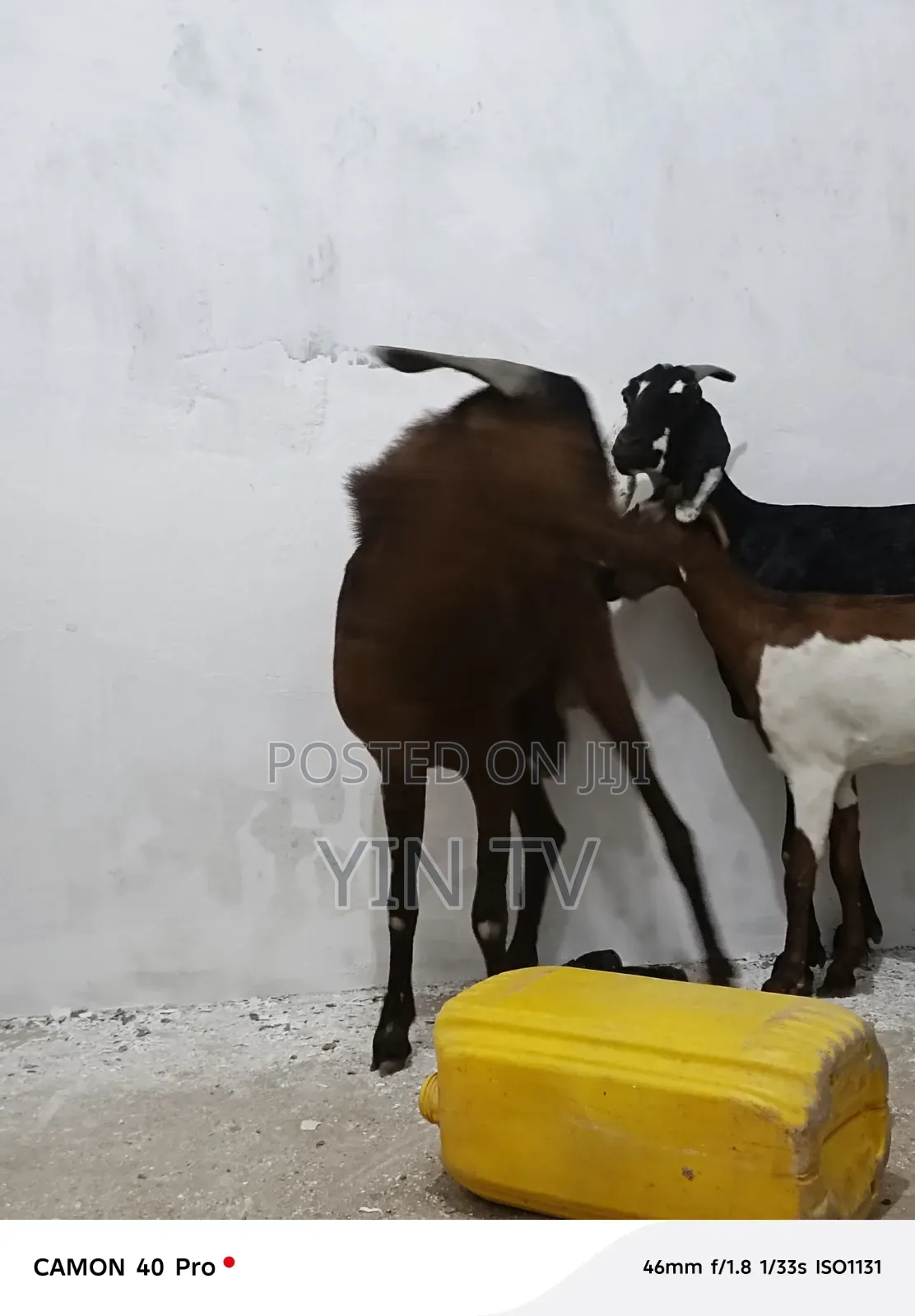 Goats for Sale