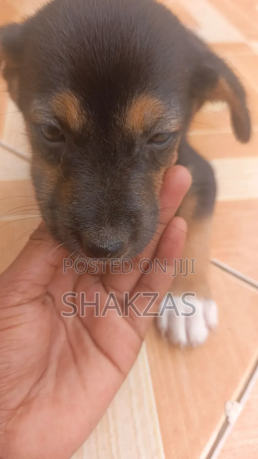0-1 month Male Mixed Breed German Shepherd