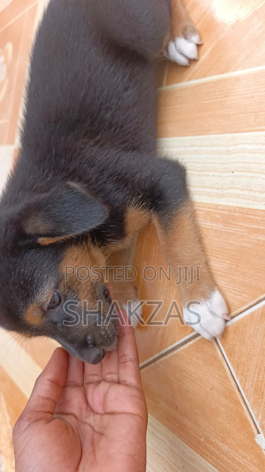 0-1 month Male Mixed Breed German Shepherd