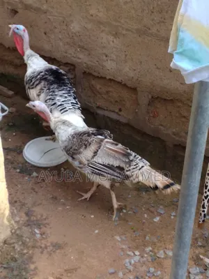 Male and Female Turkeys for Sale