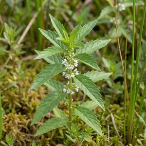 Bugleweed ~ Hyperthyroidism